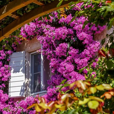 Lemongarden - Adults Only 5*