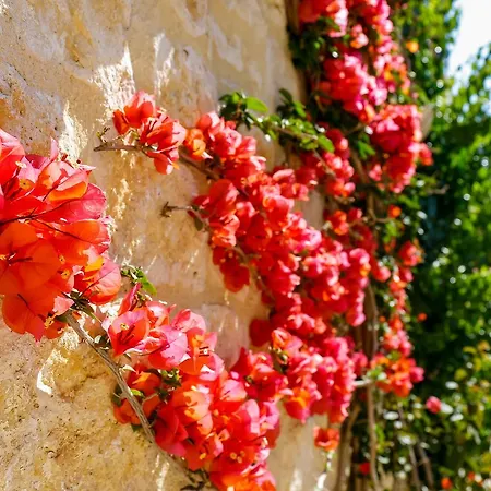 Lemongarden - Adults Only 5*